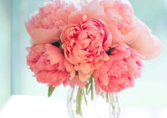 0001_pink-flowers-header-1512582155_1627377235-ed166699b9590d948d7f42540a121161.jpg